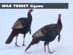 Wild Turkey Puzzle